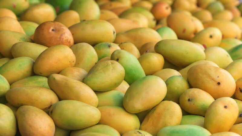 Kesar Mango