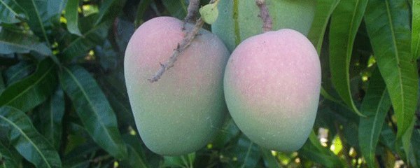 Konkan Raja Mango