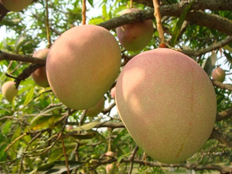 Mankurad Mango