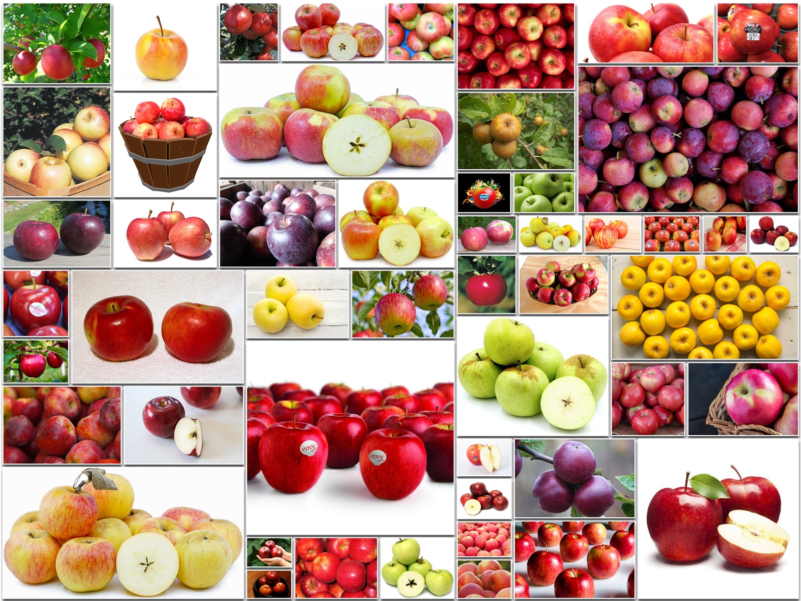 Types of Apple Varieties