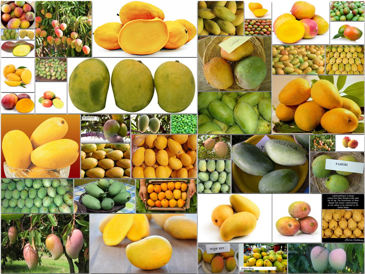 Types of Mangoes
