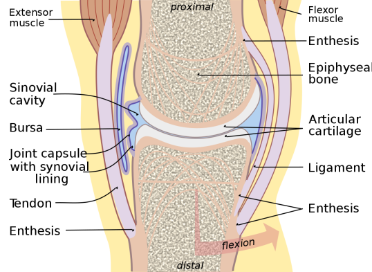 Anatomy Of A Joint