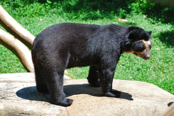 Andean Bear