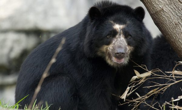 Andean Bear Or Spectacled Bear