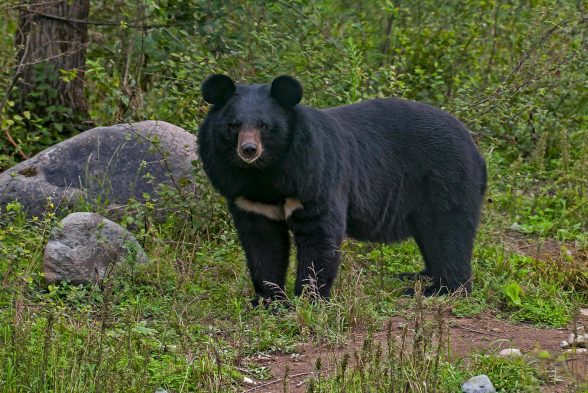 Asian Black Bear