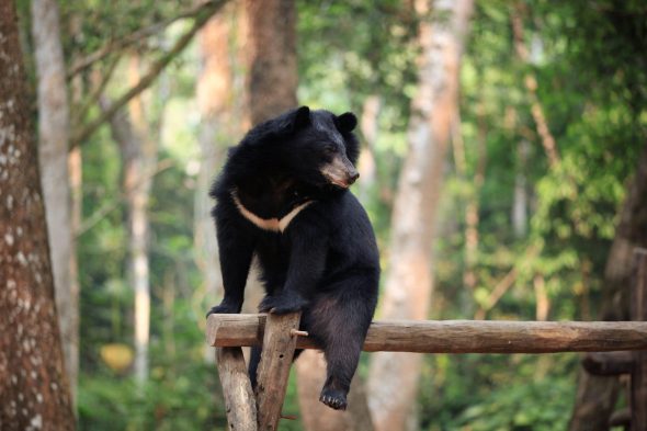 Asiatic Black Bear