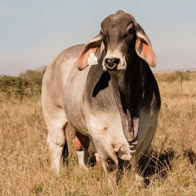 Brahman