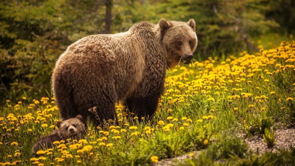 Brown Bear