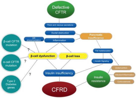 Cystic Fibrosis Related Diabetes