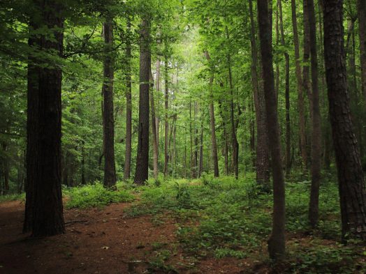 Forest Land