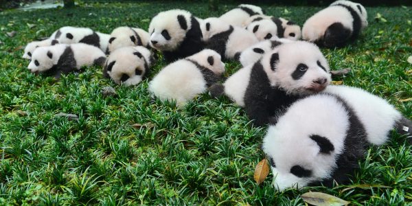 Giant Panda