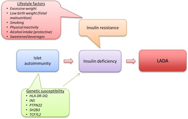 Latent Autoimmune Diabetes in Adults