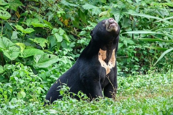 Malayan Sun Bears