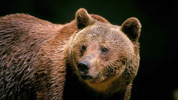 Marsican Brown Bear