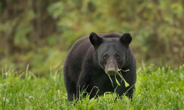 North American Black Bear