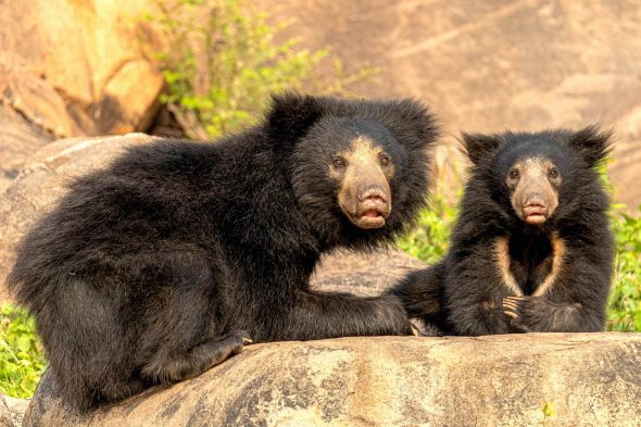 Sloth Bear