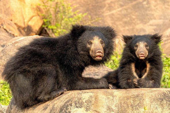 Sloth Bear