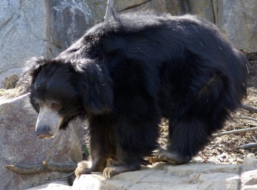 Sloth Bear–Melursus (Ursus) Ursinus