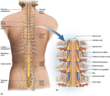 Spinal Cord Specialist