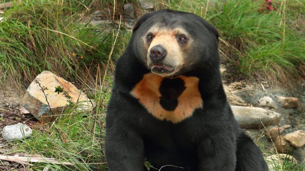 Sun Bear