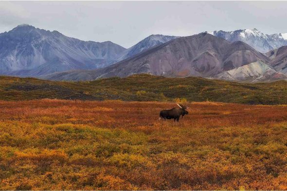 Tundra Land