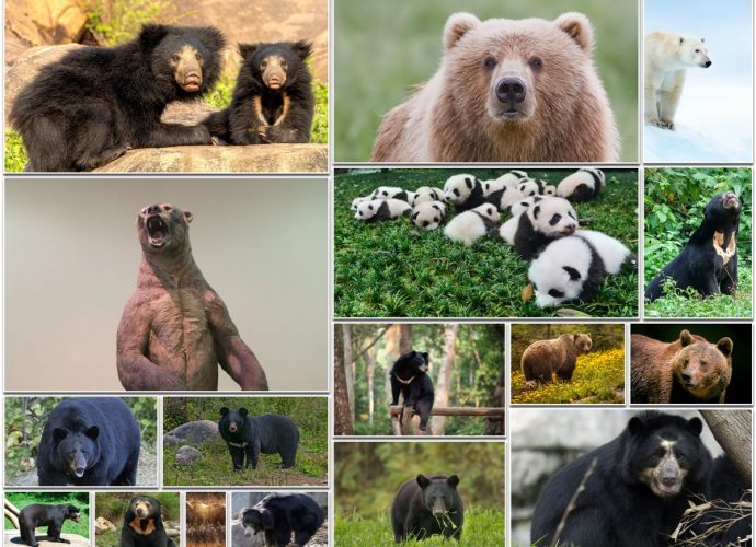 Types of Bears