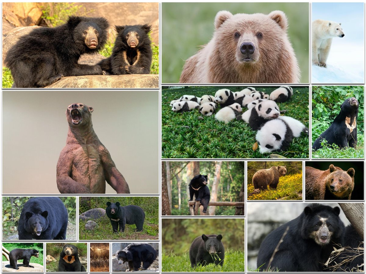 Types of Bears