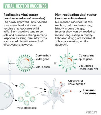 Vector COVID Vaccine