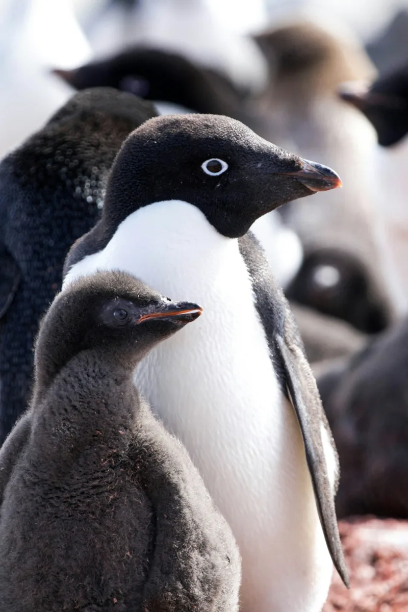 Adelie penguin close-up