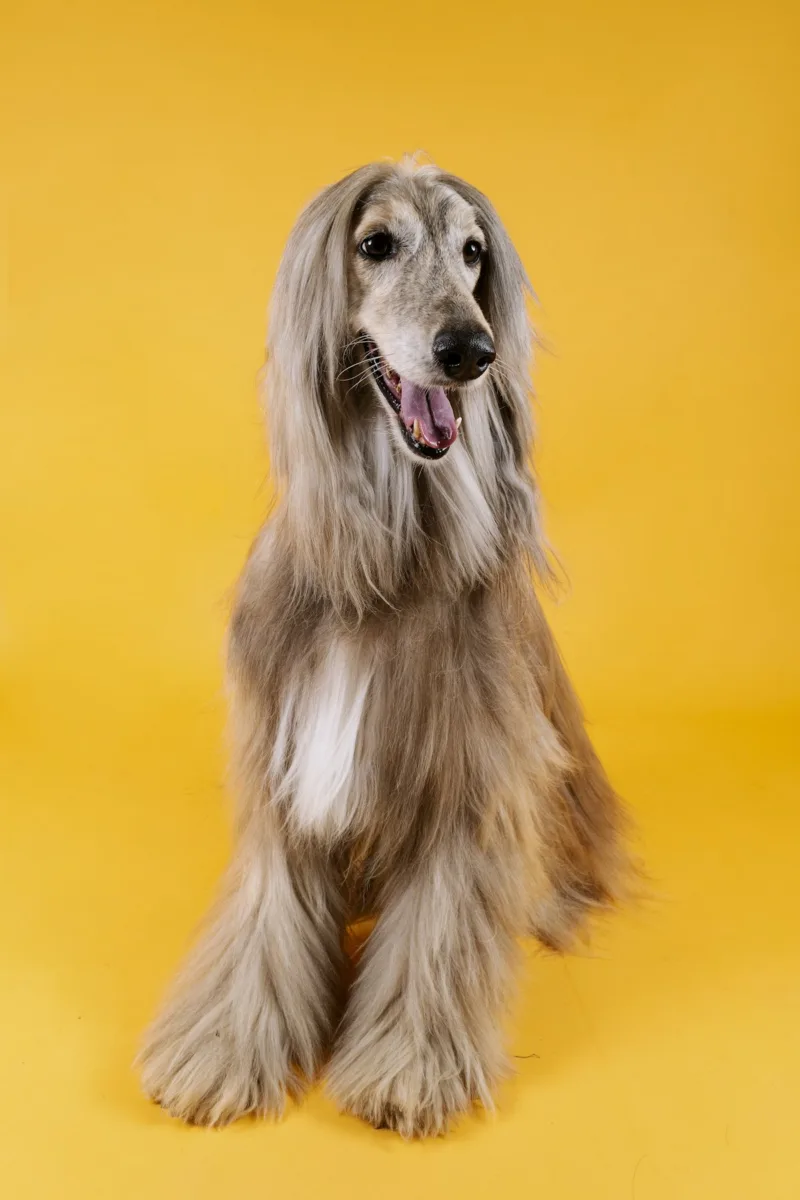 Afghan hound with long coat