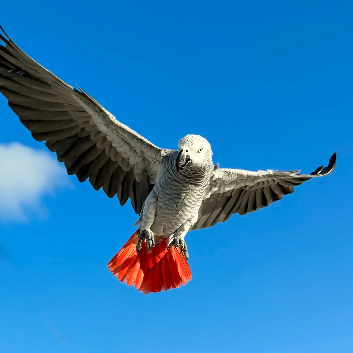 African grey parrot in flight