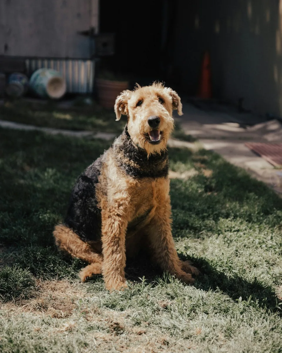 Airedale terrier
