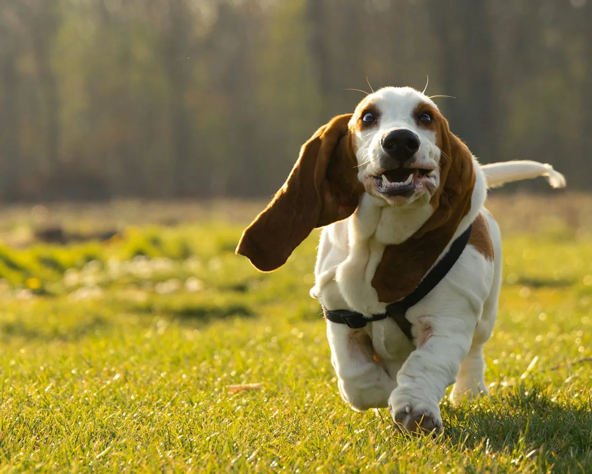 Basset hound running