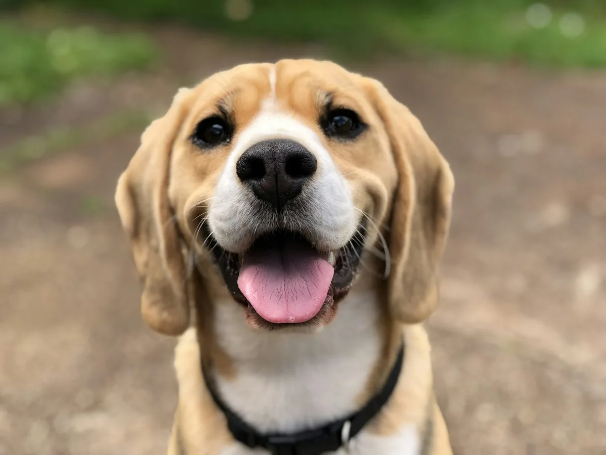 Beagle dog