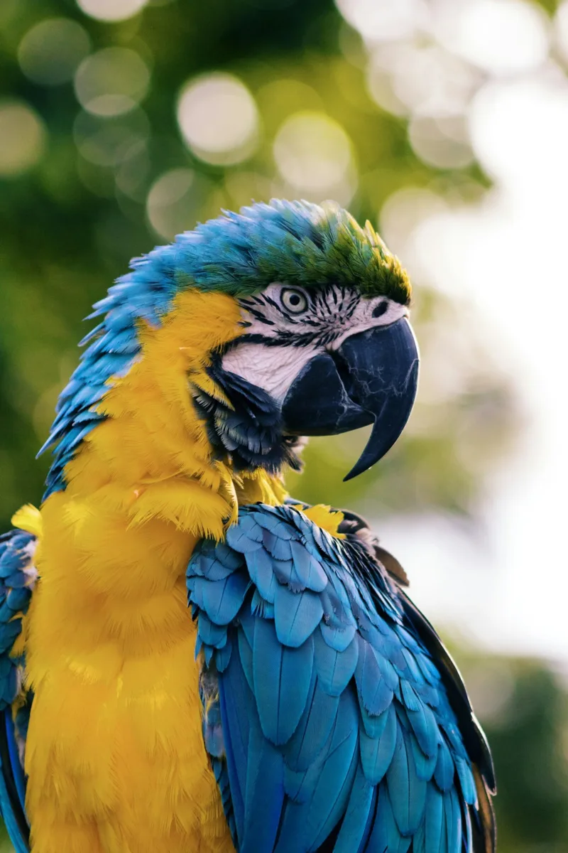 Blue and yellow macaw