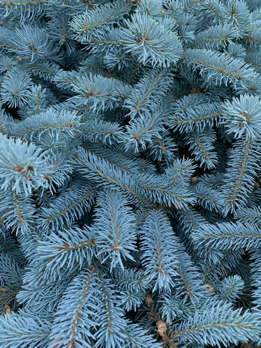 Blue spruce branches with silvery blue needles