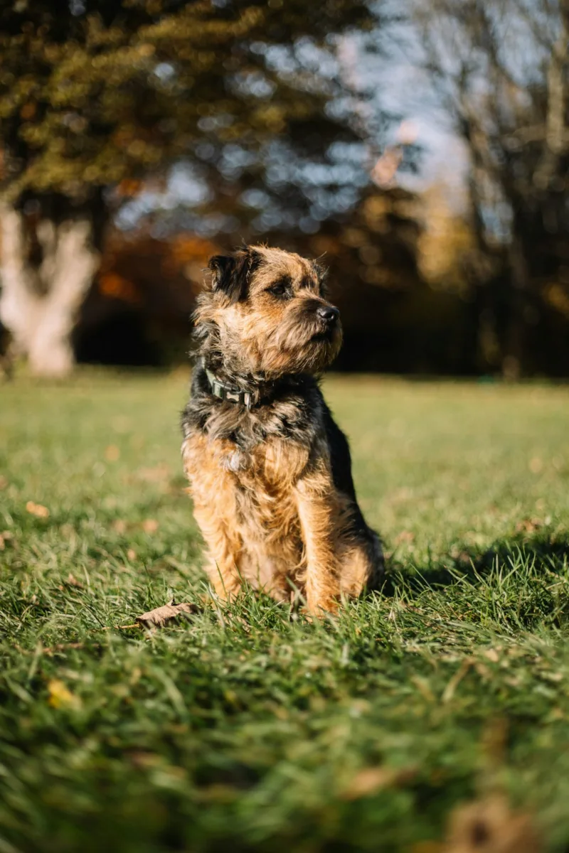Border terrier