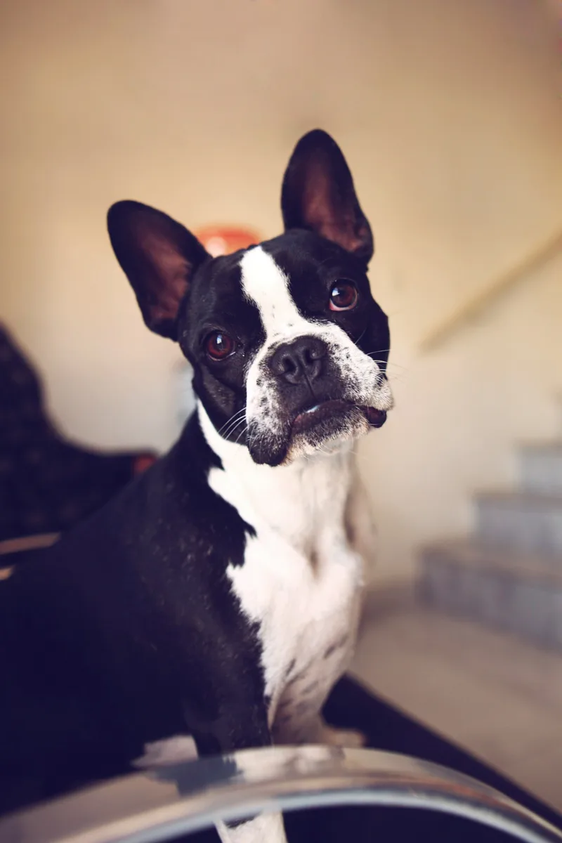 Boston terrier