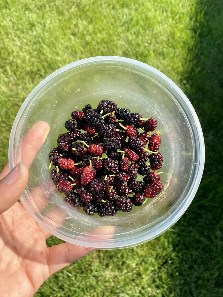 Bowl of dark mulberries