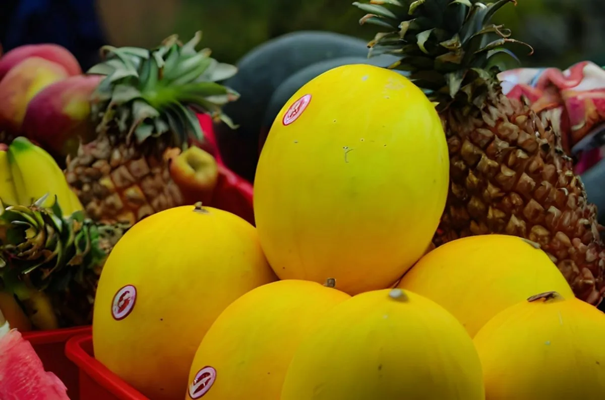 Bright yellow canary melons