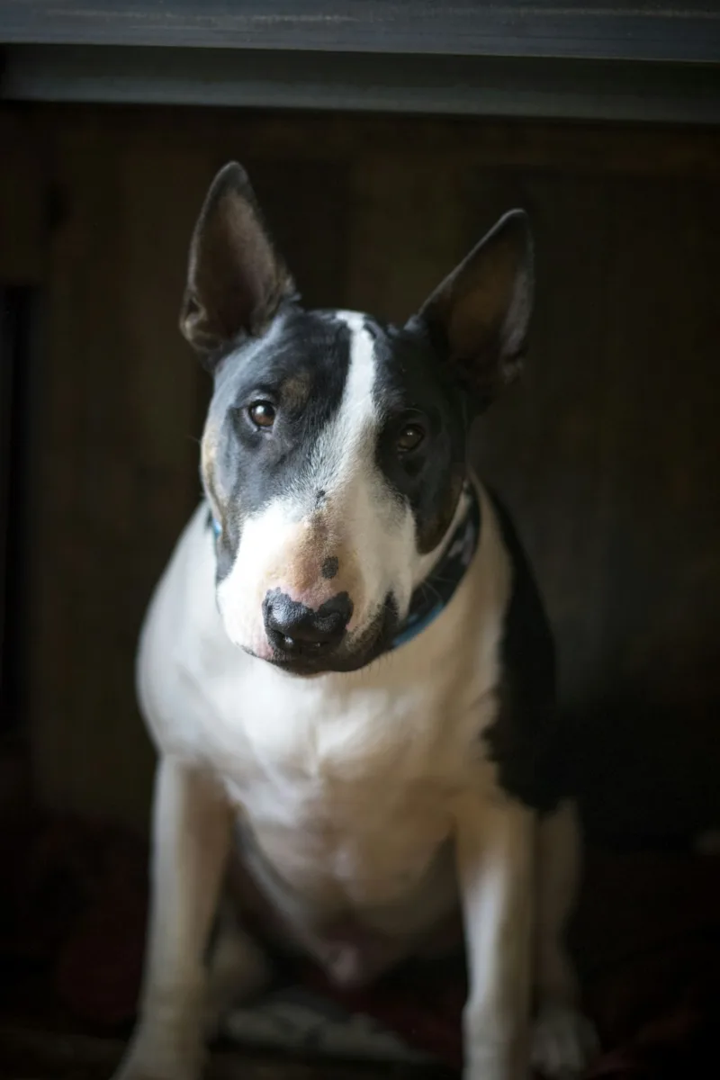 Bull terrier