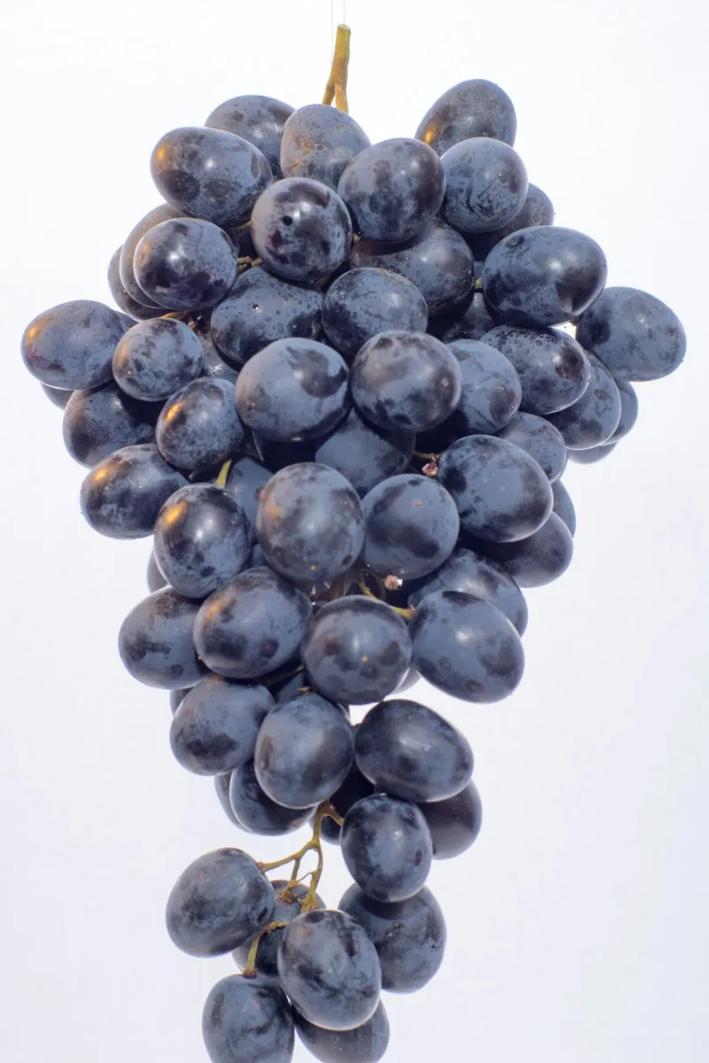 Bunch of dark purple grapes