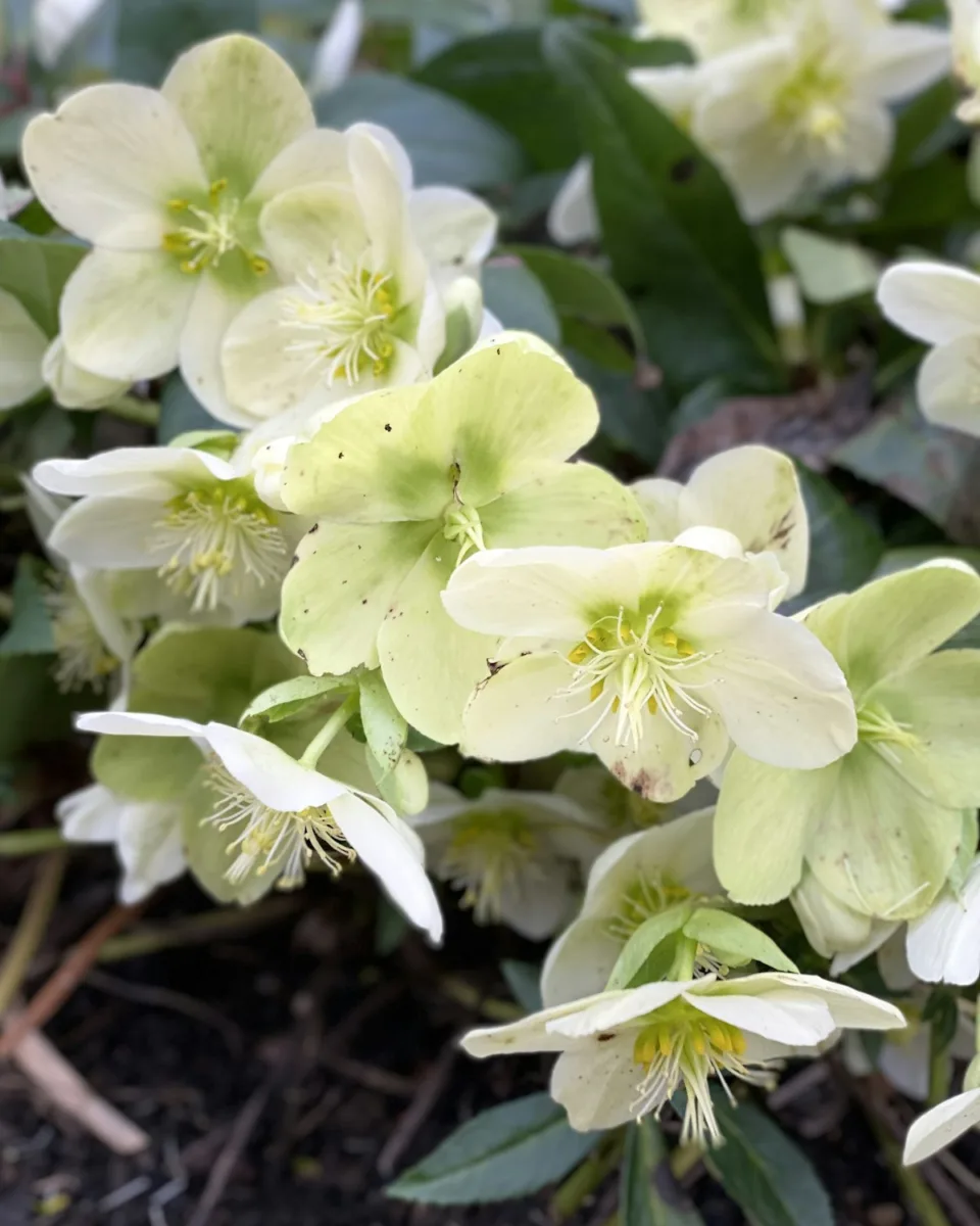 Christmas rose hellebore flowers