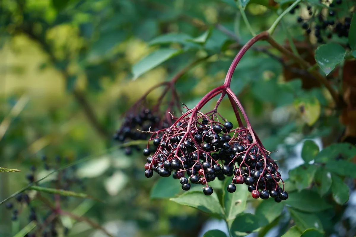 Clusters of dark elderberries on the plant
