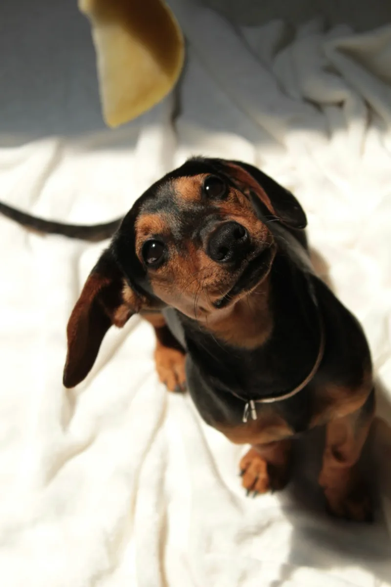 Dachshund dog