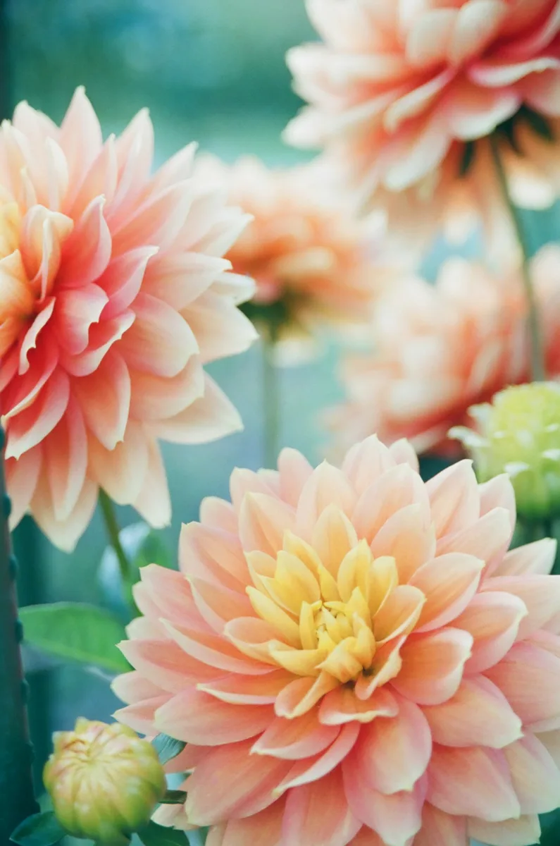 Dahlia flowers