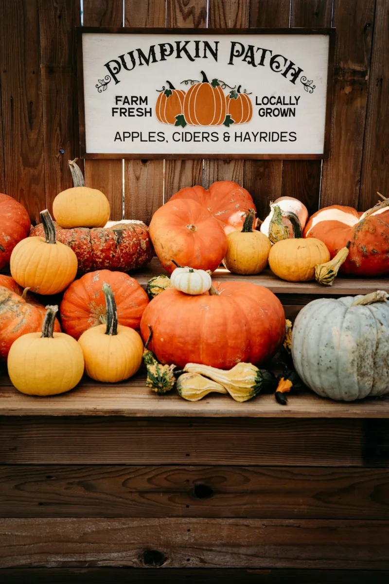 Different types of pumpkins and squash on display