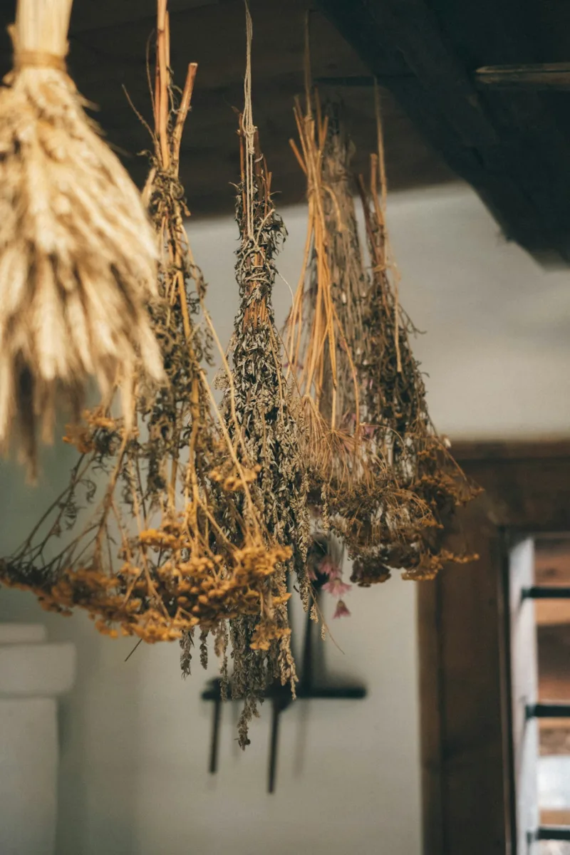 Dried herb bundles used by a green witch