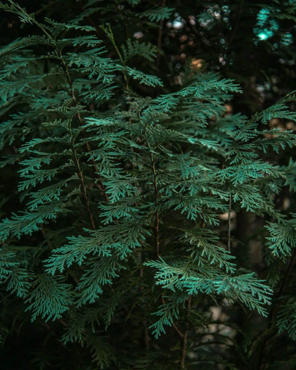 Fir tree branch with flat soft needles