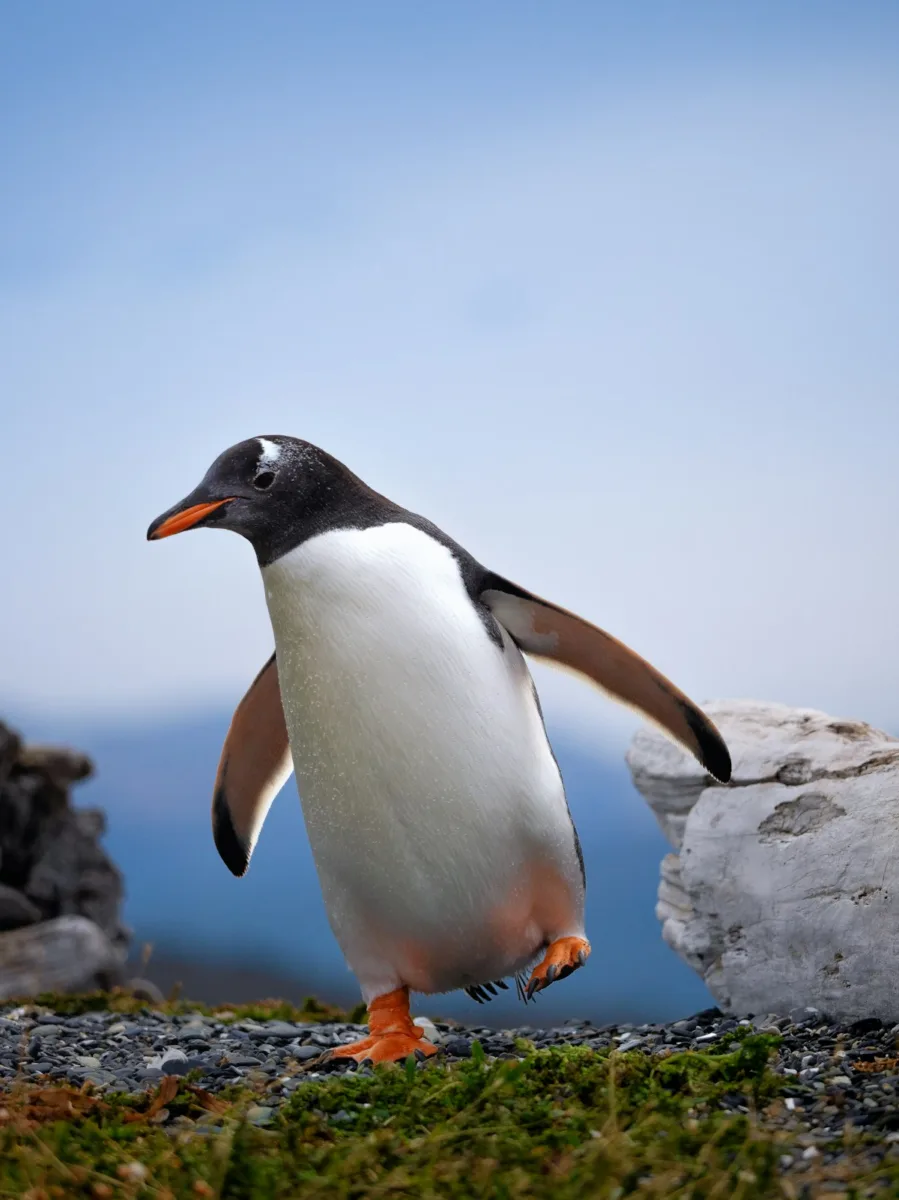 Gentoo penguin on rocks